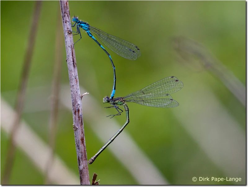 Coenagrion pulchellum