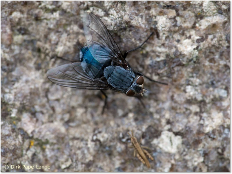 Libellennahrung - Fliege Was fressen Libellen