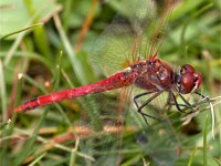 Sympetrum fonscolombii