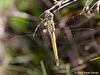 Sympetrum fonscolombii