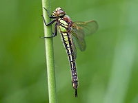 Brachytron pratense