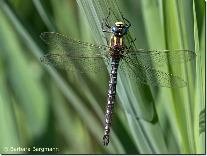 Brachytron pratense