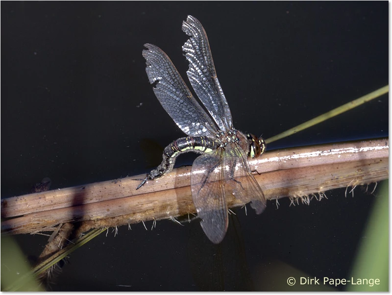 Brachytron pratense