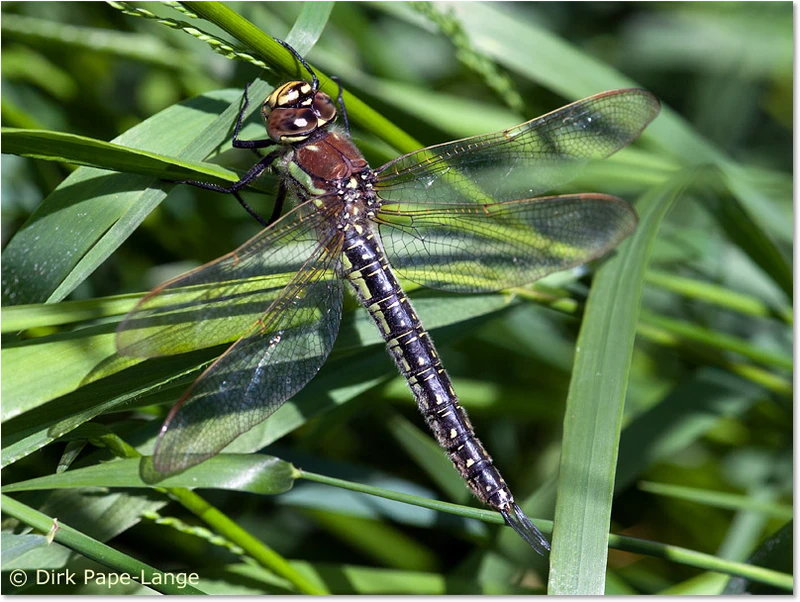 Brachytron pratense