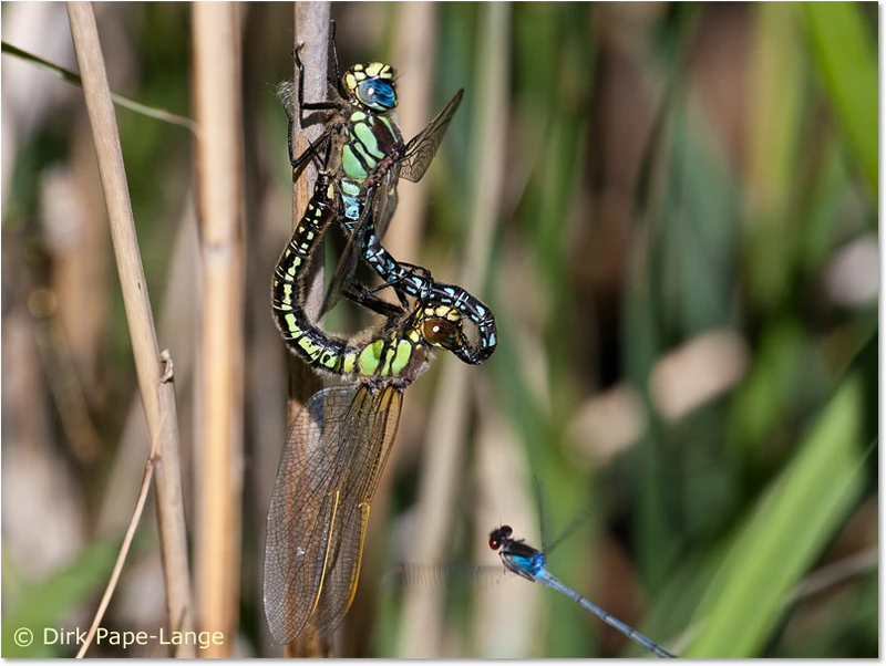 Brachytron pratense