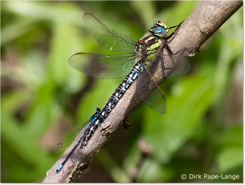 Brachytron pratense