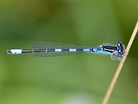 Coenagrion scitulum