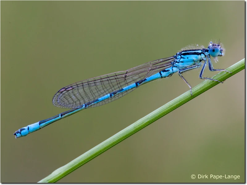 Coenagrion scitulum