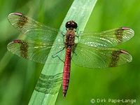 Sympetrum pedemontanum