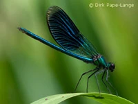 Calopteryx splendens