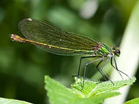 Calopteryx splendens