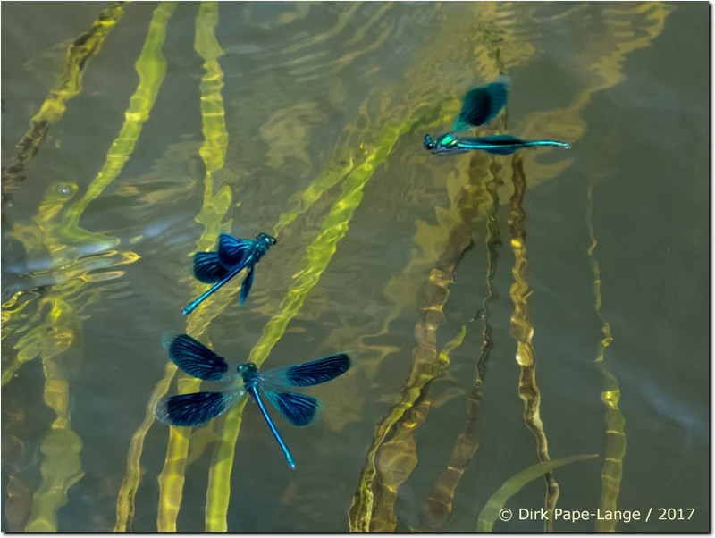 Calopteryx splendens