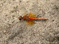 Sympetrum flaveolum