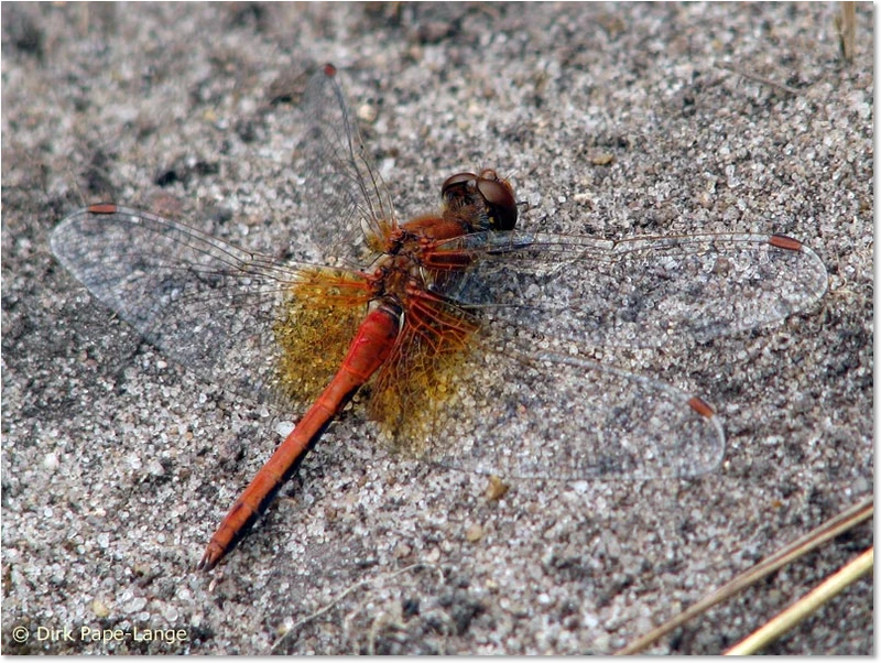 Gefleckte Heidelibelle (Sympetrum pedemontanum) - Männchen Männchen