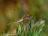 Sympetrum flaveolum