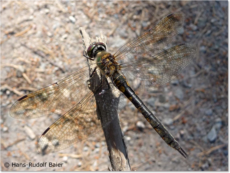 Somatochlora flavomaculata Weibchen Weibchen