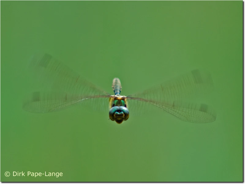 Gefleckte Smaragdlibelle Somatochlora flavomaculata