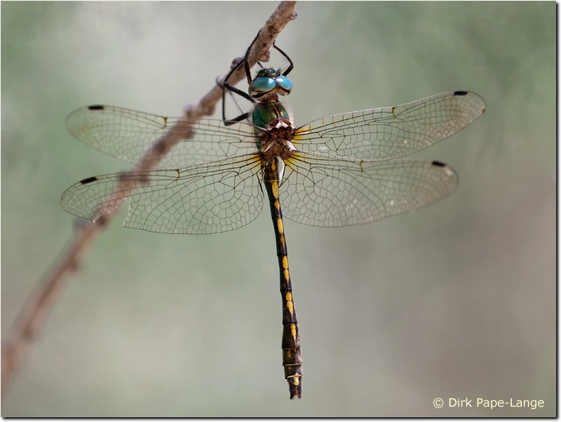 Oxygastra curtisii