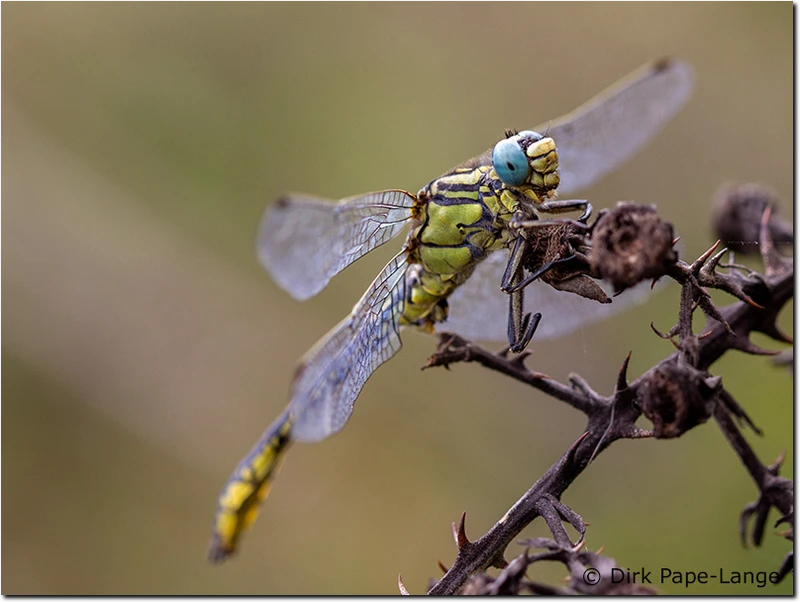 Männchen der Gelben Keiljungfer Gomphus simillimus