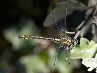 Gomphus simillimus