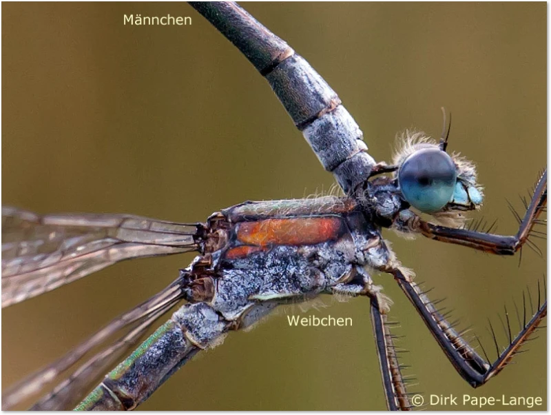 Binsenjungfer - Haltegriff Paarungsgriff