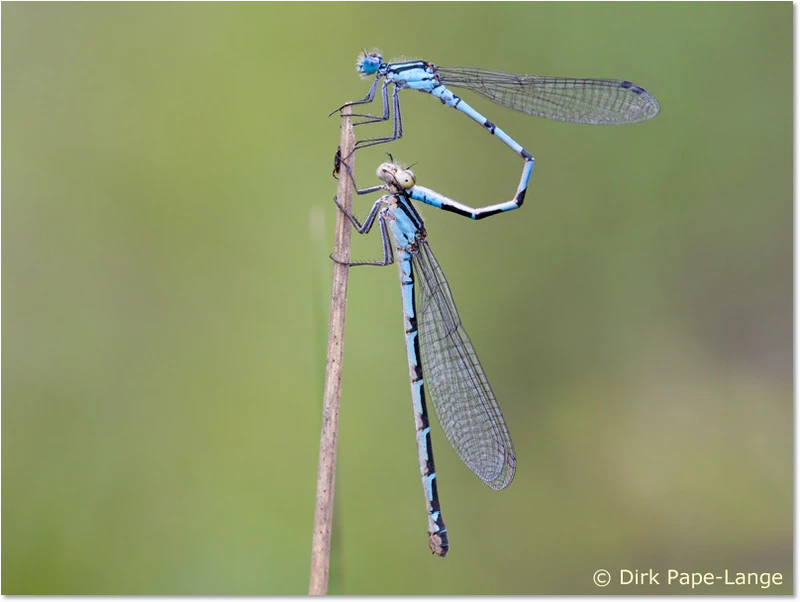 Tandem mit einem blauen Weibchen Tandem