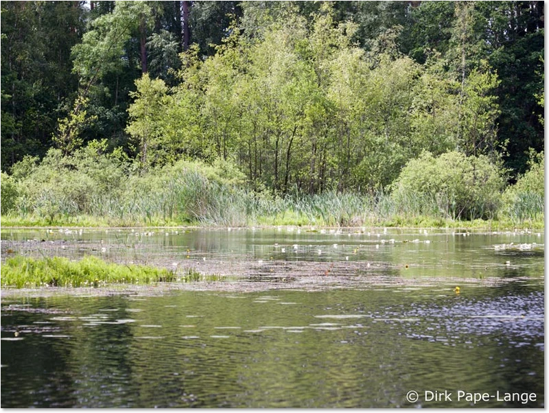 Habitat der Gemeinen Becherjungfer Habitat