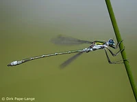 Lestes sponsa