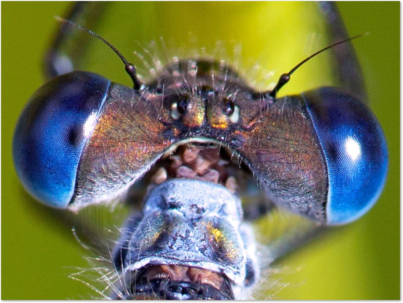Libelle in einem Abstand von wenigen cm Entfernung Macro-Foto