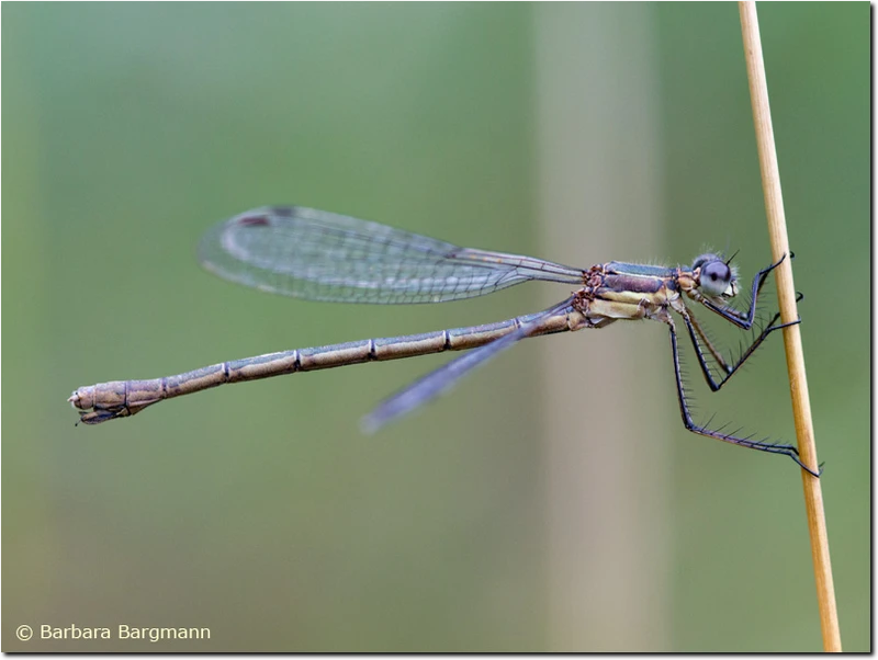 Älteres Weibchen der Gemeinen Binsenjungfer Lestes sponsa