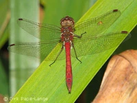 Sympetrum vulgatum