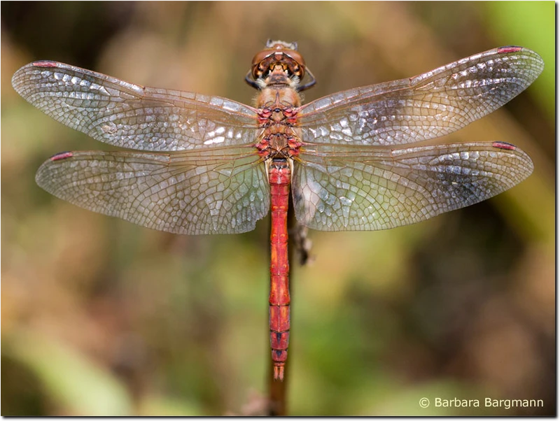 Sympetrum vulgatum