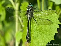 Gomphus vulgatissimus