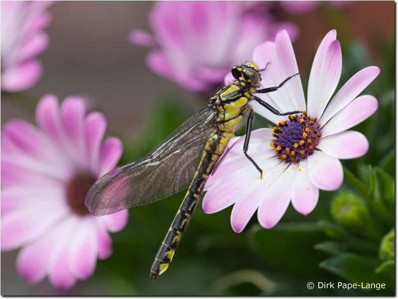 Gomphus vulgatissimus