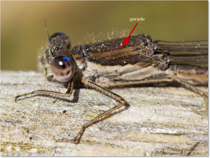 Männchen - Gemeine Winterlibelle Merkmal - Obere Binde am Thorax