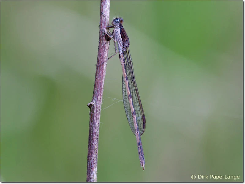 Altes Männchen der Gemeinen Winterlibelle Sympecma fusca