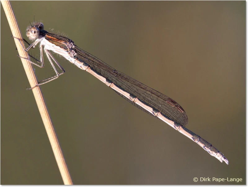 Junges Männchen der Gemeinen Winterlibelle (Sympecma fusca) Männchen von der Seite