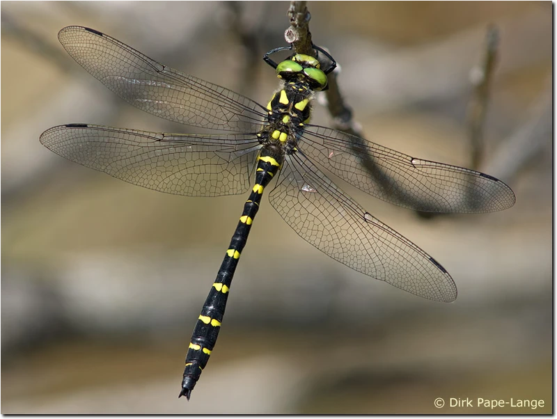 Männchen der Gestreiften Quelljungfer Cordulegaster bidentata