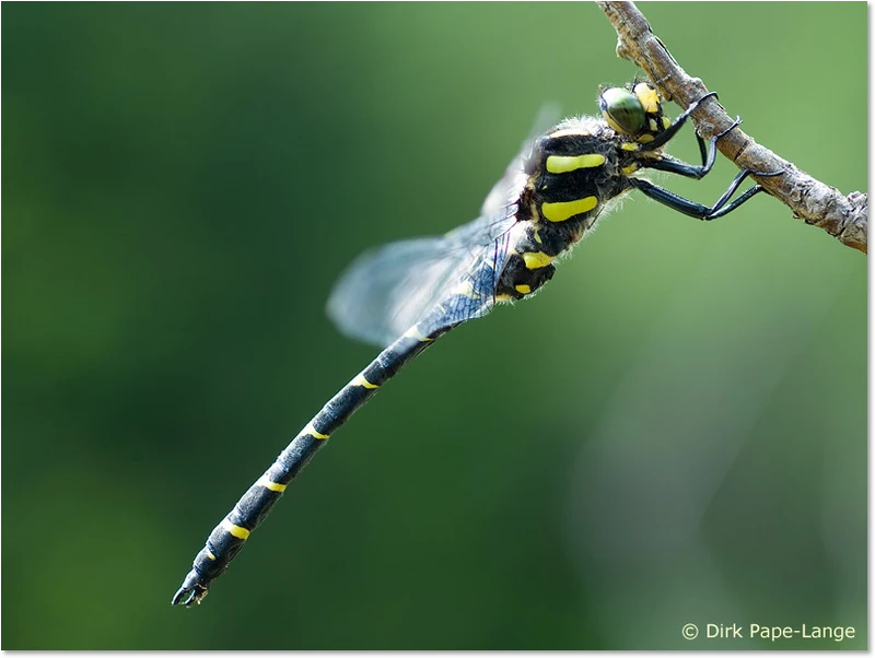 Männchen der Gestreiften Quelljungfer Cordulegaster bidentata