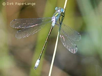 Lestes dryas