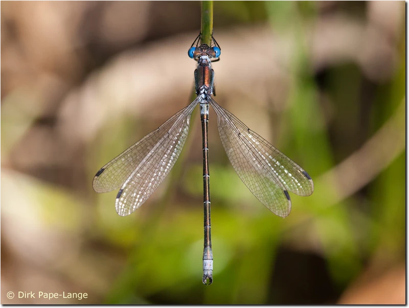 Männchen der Glänzenden Binsenjungfer (Lestes dryas) Lestes dryas