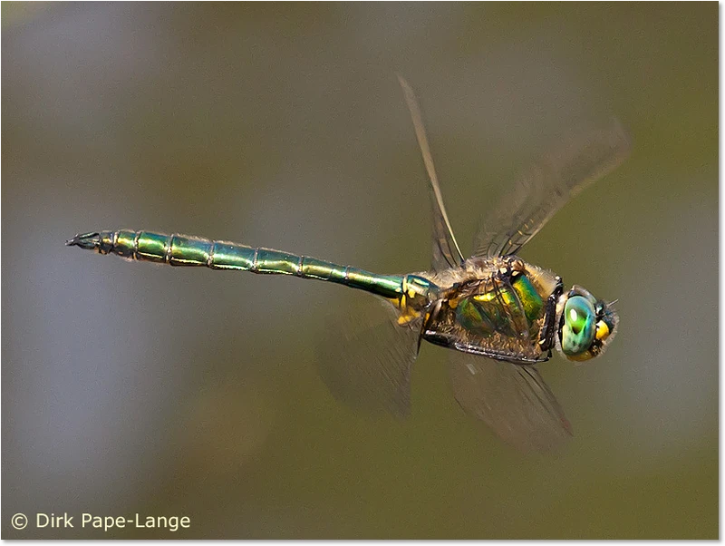 Glänzende Smaragdlibelle im Flug Männchen im Flug