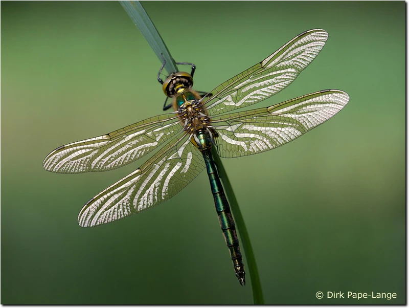 Junges Männchen der Glänzenden Smaragdlibelle Somatochlora metallica