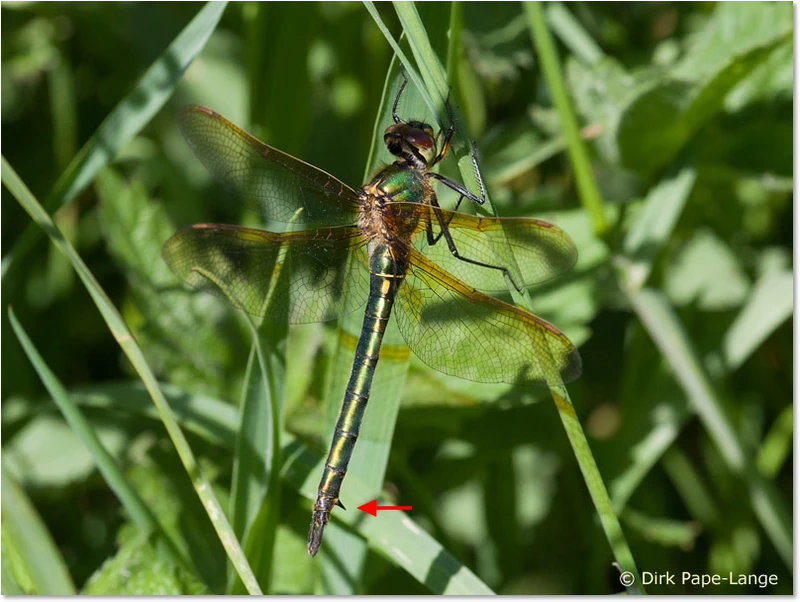 Weibchen der Glänzenden Smaragdlibelle - Merkmal Somatochlora metallica