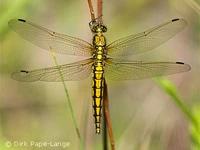 Orthetrum cancellatum