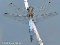 Orthetrum cancellatum