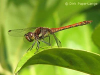 Sympetrum striolatum