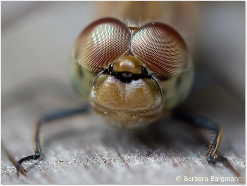 Libellenkörper - Augen Libellenaugen von der Großen Heidelibelle