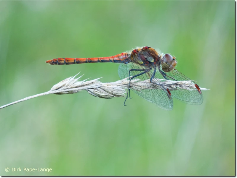 Sympetrum striolatum