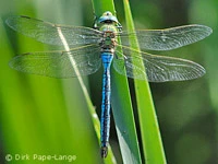 Anax imperator